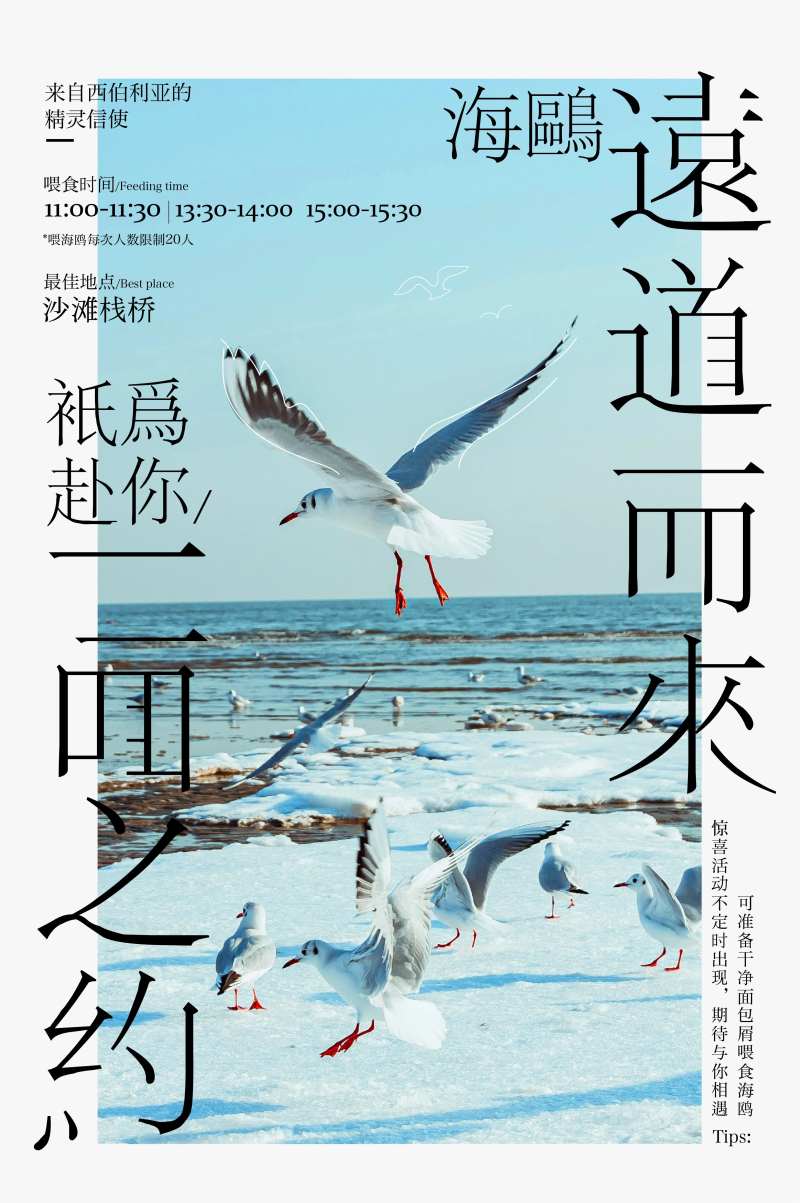 海鸥海报-采灵感-cailinggan.com