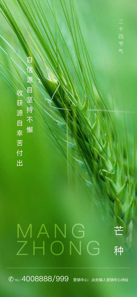 绿色麦穗特写芒种节气海报-采灵感-https://www.cailinggan.com/