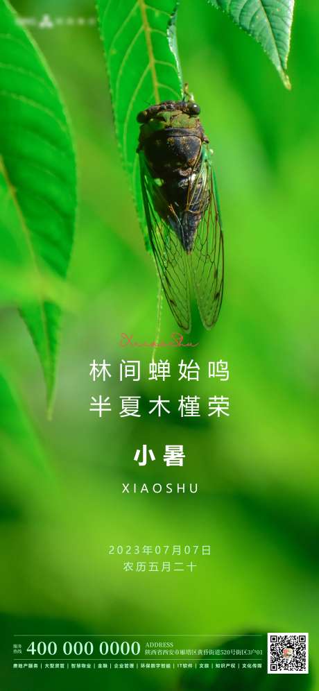 小暑24节气绿色海蝉-采灵感-https://www.cailinggan.com/