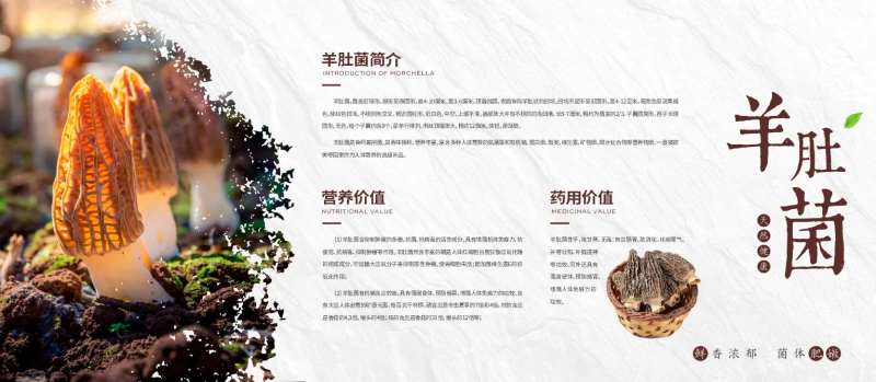 羊肚菌菌菇宣传海报展板-采灵感-cailinggan.com