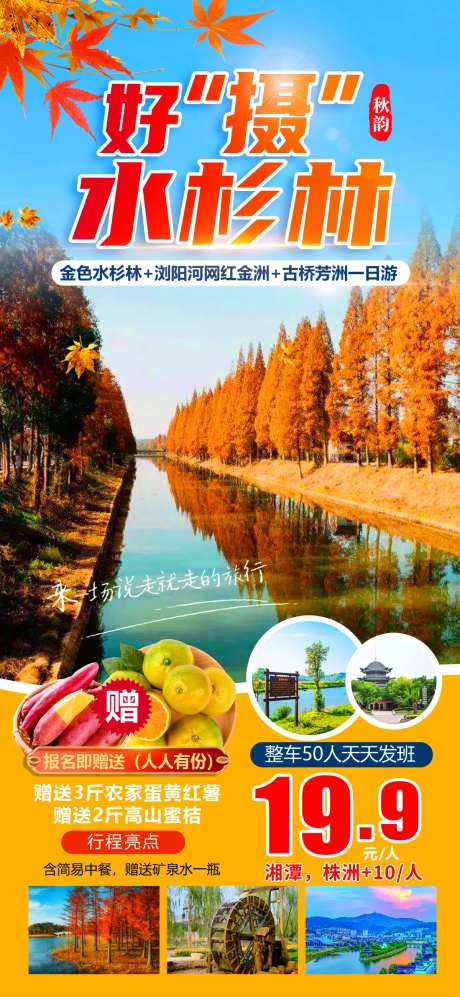 好摄红杉林旅游海报-采灵感-https://www.cailinggan.com/