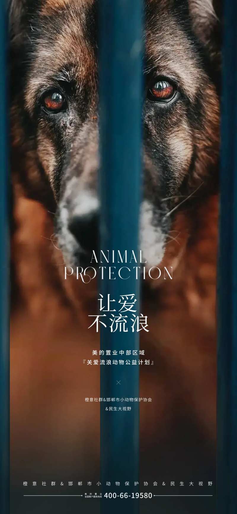 保护动物动物救助公益海报-采灵感-cailinggan.com