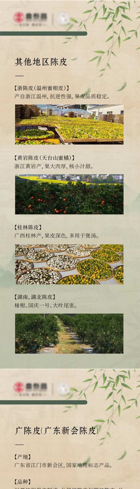 陈皮产品介绍系列展架易拉宝-采灵感-https://www.cailinggan.com/