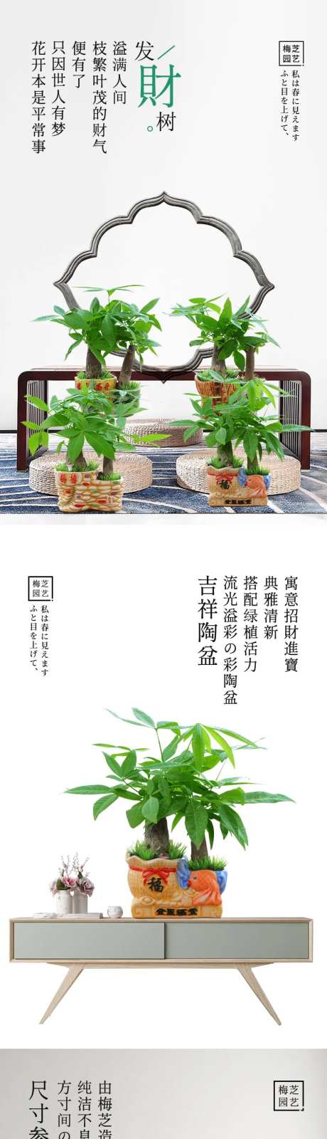 发财树盆栽电商详情页-采灵感-https://www.cailinggan.com/