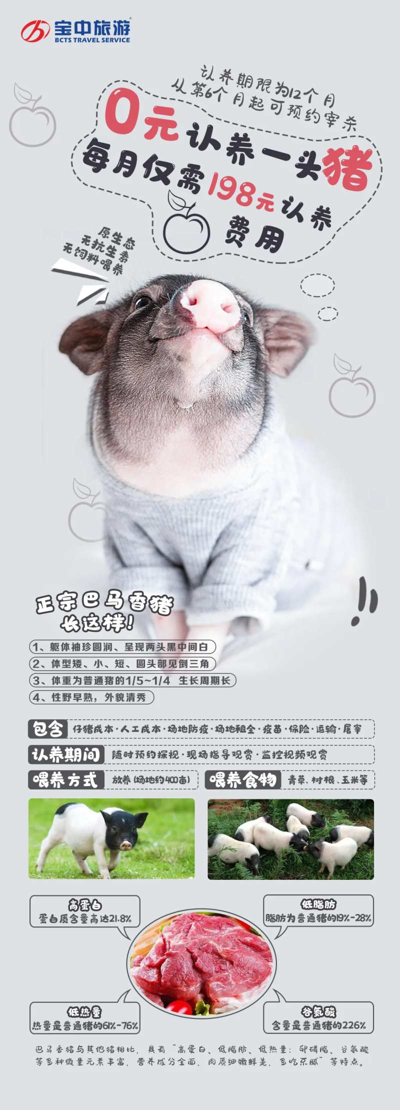 认养香猪活动稿-采灵感-cailinggan.com
