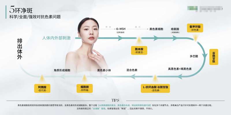 黑色素形成/抑制原理图-采灵感-cailinggan.com