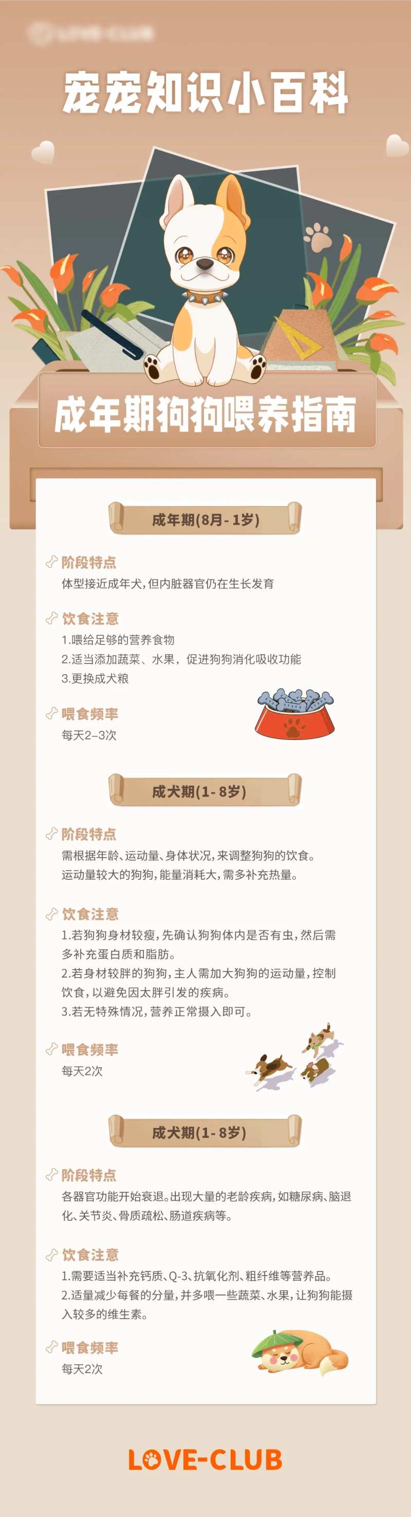 狗狗宠物知识小百科长图海报-采灵感-cailinggan.com