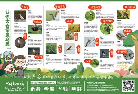 自然教育早春户外观鸟活动背景板-采灵感-https://www.cailinggan.com/