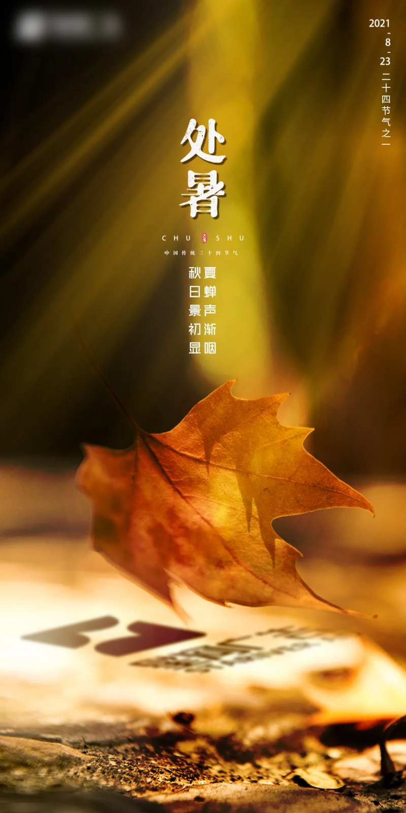 秋叶-采灵感-cailinggan.com