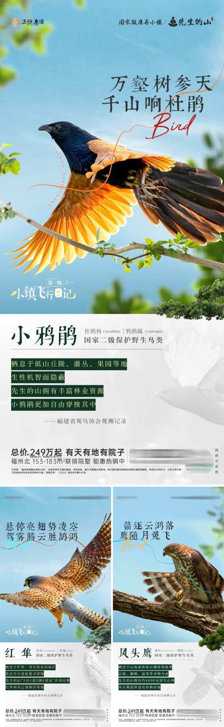 地产鸟类观测科普海报-采灵感-https://www.cailinggan.com/